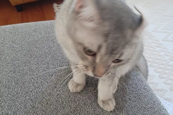 Çiğli Veteriner Polikliniği - Resim 19