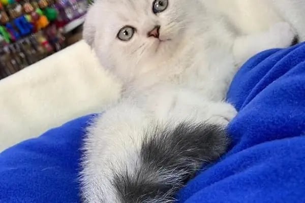 Pozitif PetShop - Resim 13
