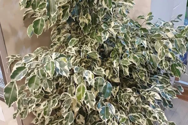 Lina Çiçek Evi - Resim 17