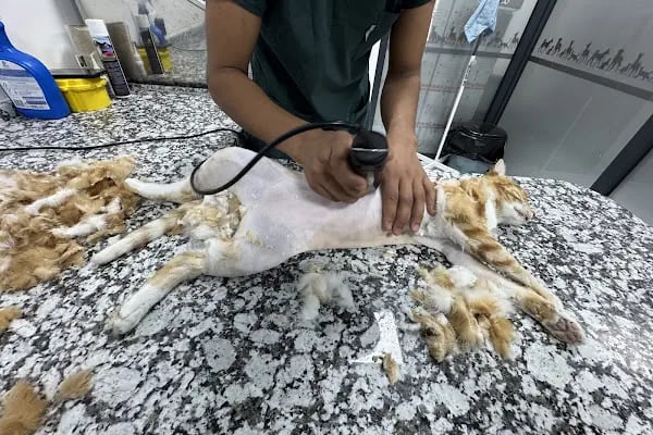 Martı Veteriner Kliniği - Resim 19
