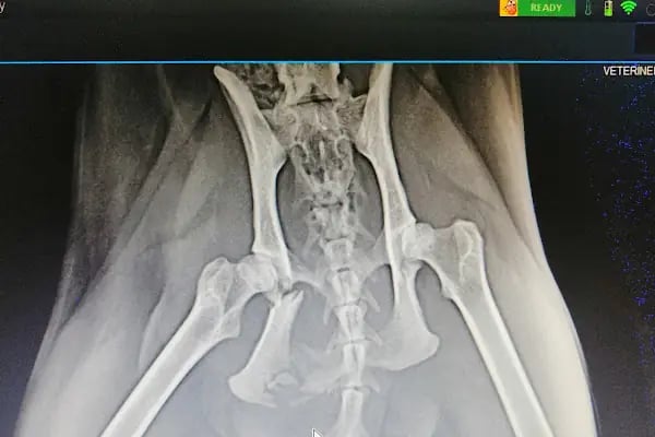 Martı Veteriner Kliniği - Resim 18