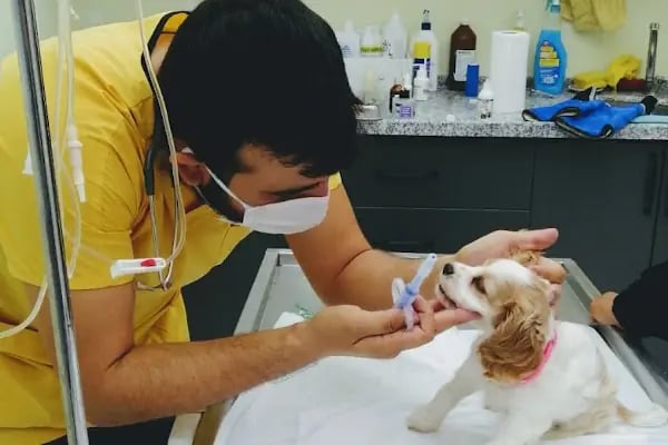 Martı Veteriner Kliniği - Resim 9