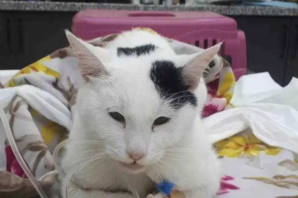 Martı Veteriner Kliniği - Resim 3