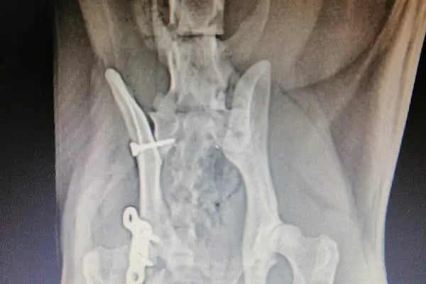 Martı Veteriner Kliniği - Resim 13