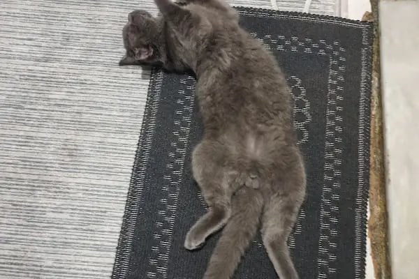 Doğan Veteriner Kliniği - Resim 4