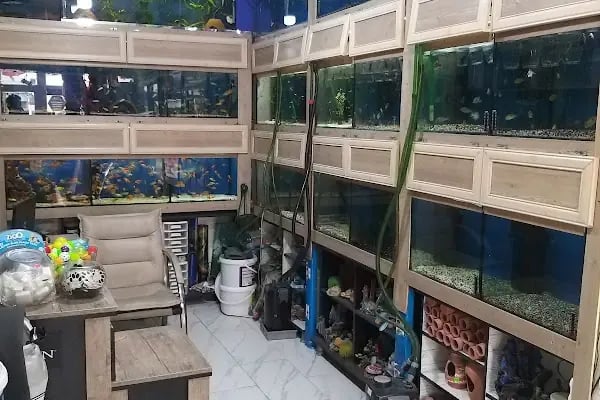 Yalçın Akvaryum &amp; Pet Shop - Resim 2