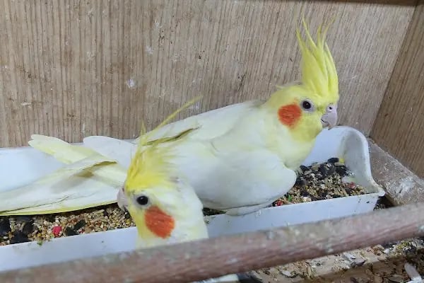 Yalçın Akvaryum &amp; Pet Shop - Resim 15