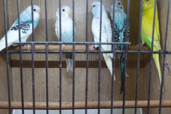Yalçın Akvaryum &amp; Pet Shop - Resim 4
