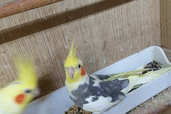 Yalçın Akvaryum &amp; Pet Shop - Resim 3