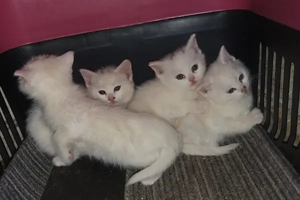 Yalçın Akvaryum &amp; Pet Shop - Resim 12