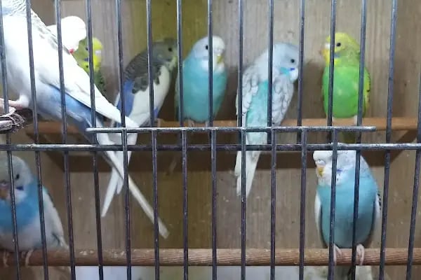 Yalçın Akvaryum &amp; Pet Shop - Resim 9
