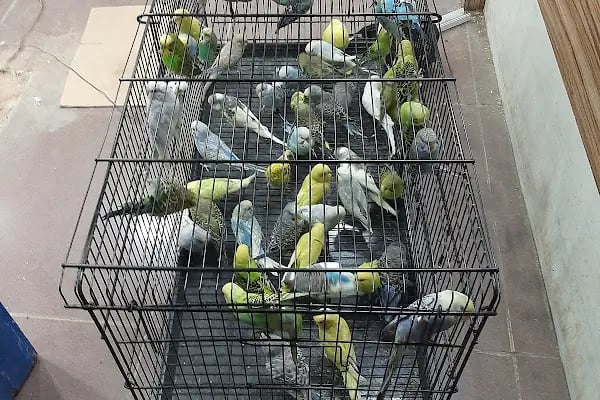 Gazikent Petshop - Resim 18