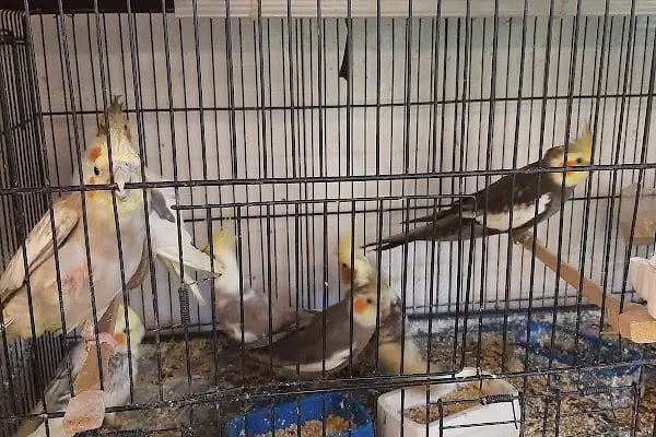 Gazikent Petshop - Resim 11
