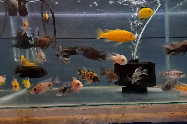 Gazikent Petshop - Resim 3