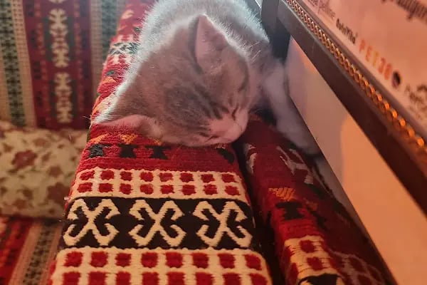 Gazikent Petshop - Resim 4