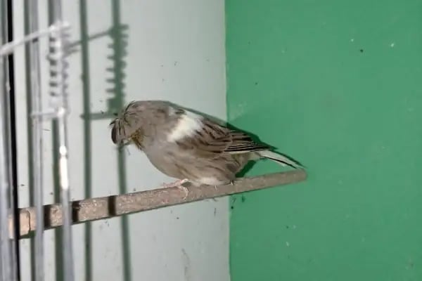 Gazikent Petshop - Resim 20