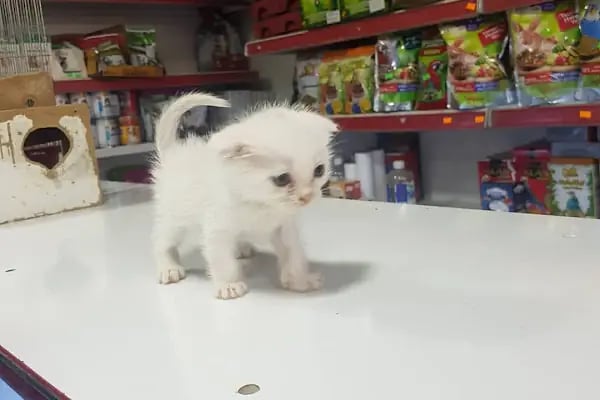 Gazikent Petshop - Resim 17
