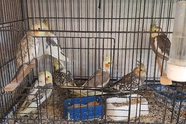 Gazikent Petshop - Resim 8