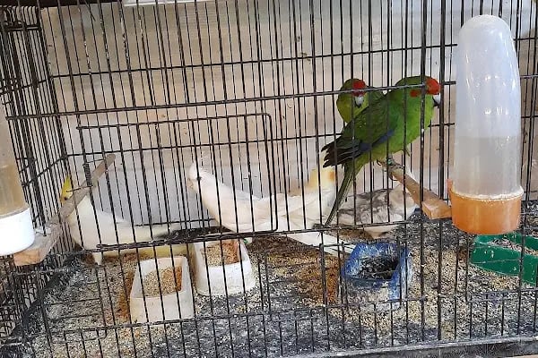 Gazikent Petshop - Resim 15