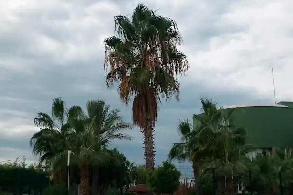 Türkler Güzel Sanatlar Lisesi - Resim 2
