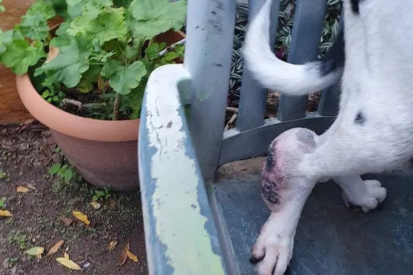 Finike Mavi Anka Veteriner Kliniği - Resim 4