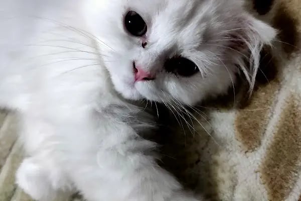 Finike Mavi Anka Veteriner Kliniği - Resim 3