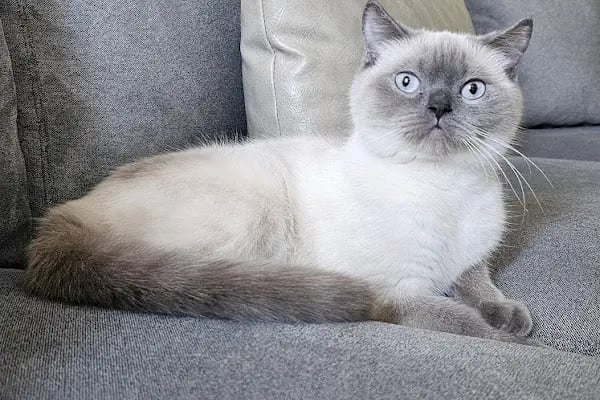 Finike Mavi Anka Veteriner Kliniği - Resim 5
