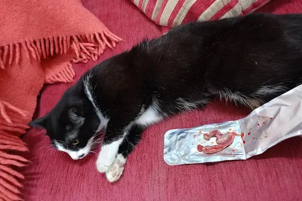 Afşin Umay veteriner kliniği - Resim 7