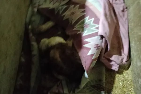 Afşin Umay veteriner kliniği - Resim 17