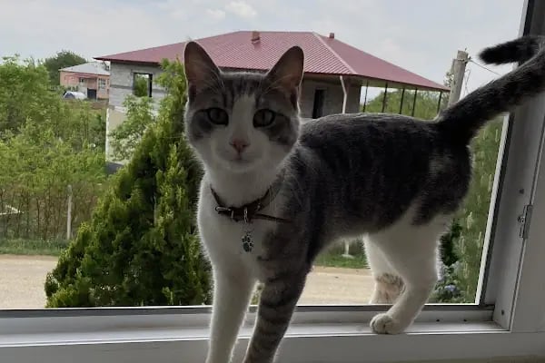 Afşin Umay veteriner kliniği - Resim 13