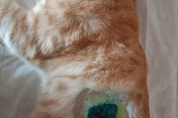 Afşin Umay veteriner kliniği - Resim 16