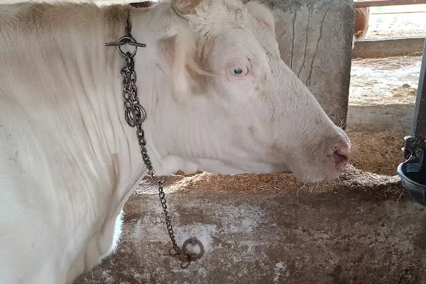Afşin Umay veteriner kliniği - Resim 6
