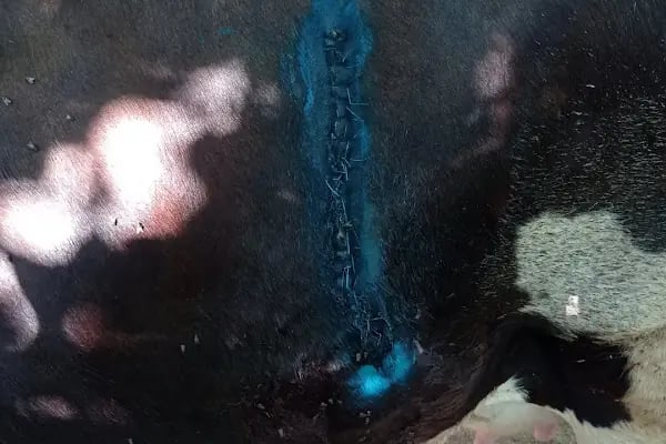 Afşin Umay veteriner kliniği - Resim 15
