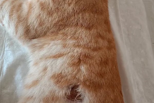 Afşin Umay veteriner kliniği - Resim 3