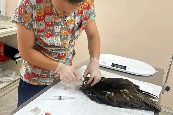 Afşin Umay veteriner kliniği - Resim 8
