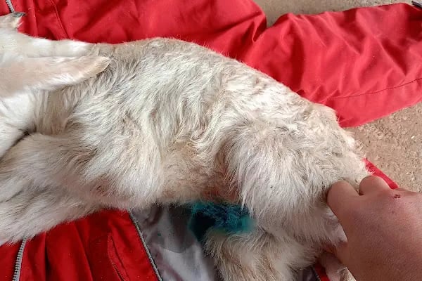 Afşin Umay veteriner kliniği - Resim 2
