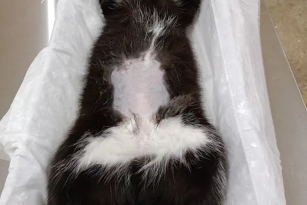 Afşin Umay veteriner kliniği - Resim 10