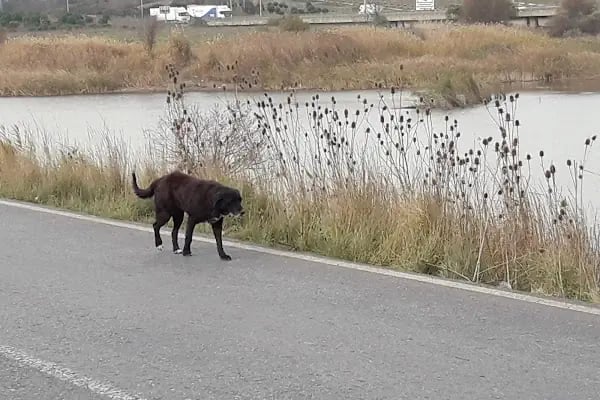 Bahşayiş-Karaağaç Yolu (Göl Geçiti) - Resim 13