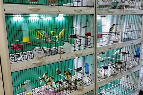 Nezih Petshop Evcil Hayvan Malzemeleri - Resim 12