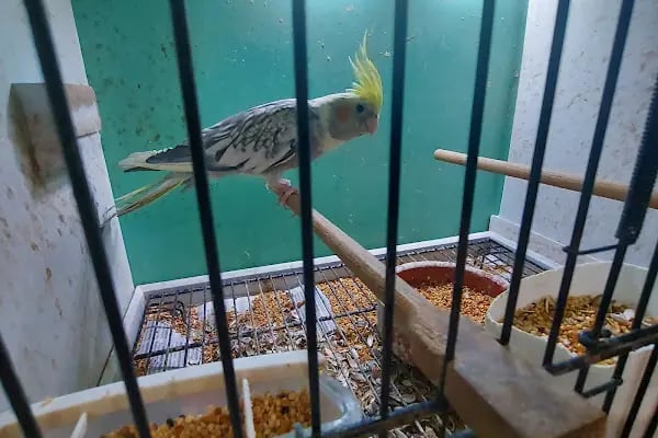 Nezih Petshop Evcil Hayvan Malzemeleri - Resim 15