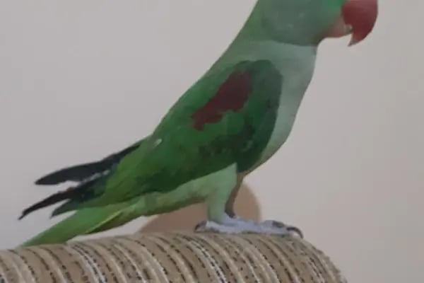 Nezih Petshop Evcil Hayvan Malzemeleri - Resim 20