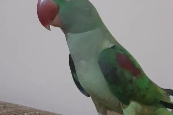 Nezih Petshop Evcil Hayvan Malzemeleri - Resim 13