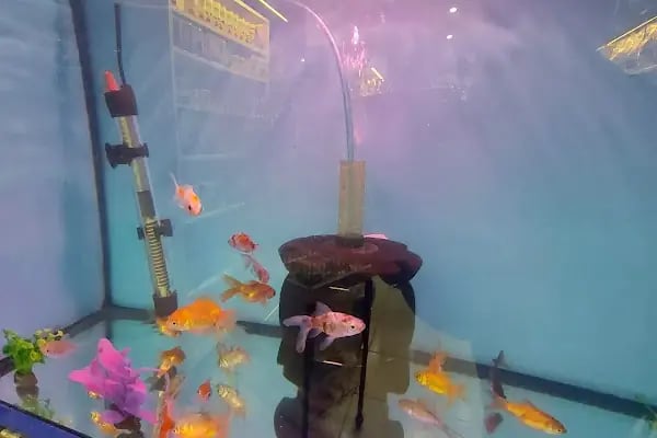 Nezih Petshop Evcil Hayvan Malzemeleri - Resim 6