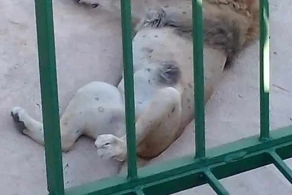 Gaziantep Harikalar Parkı - Resim 13
