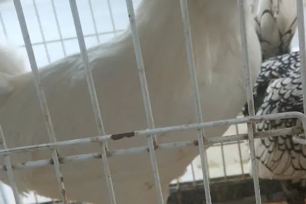 Baytar Pet Shop - Resim 3