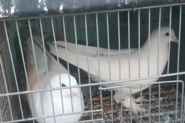Baytar Pet Shop - Resim 6