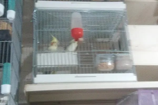 Baytar Pet Shop - Resim 9