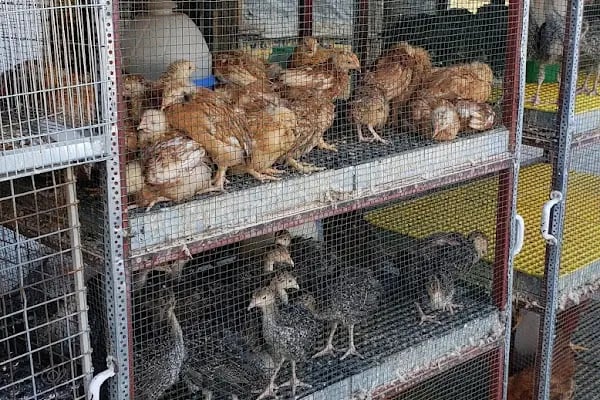 Baytar Pet Shop - Resim 2