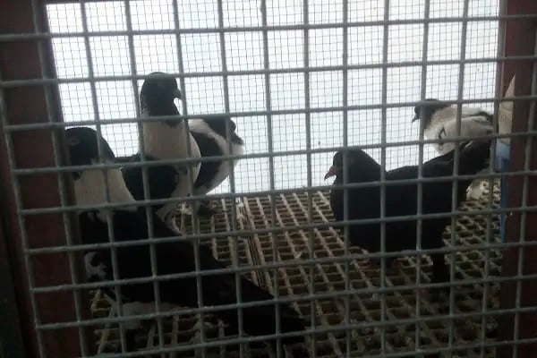 Baytar Pet Shop - Resim 20