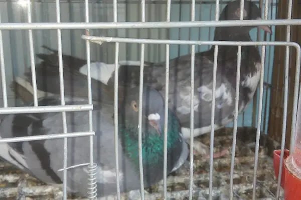 Baytar Pet Shop - Resim 5